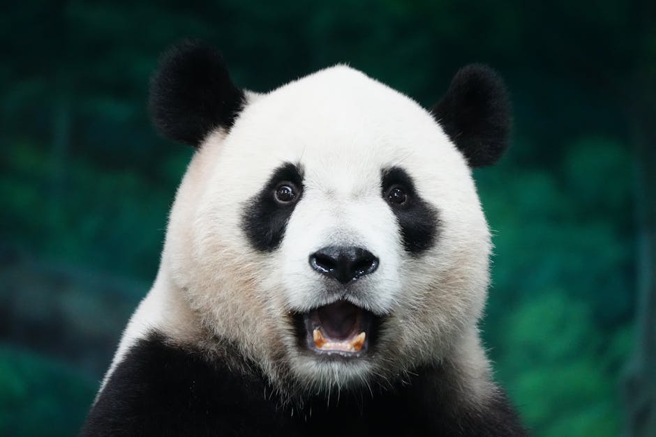 Panda Promo Codes - Image 2