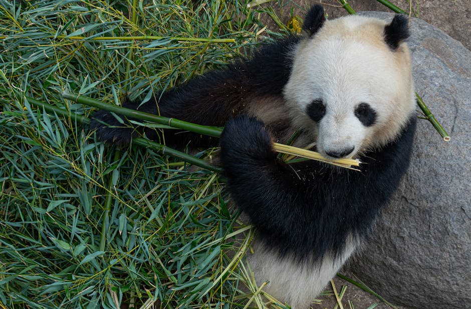 Panda Eating Bamboo
