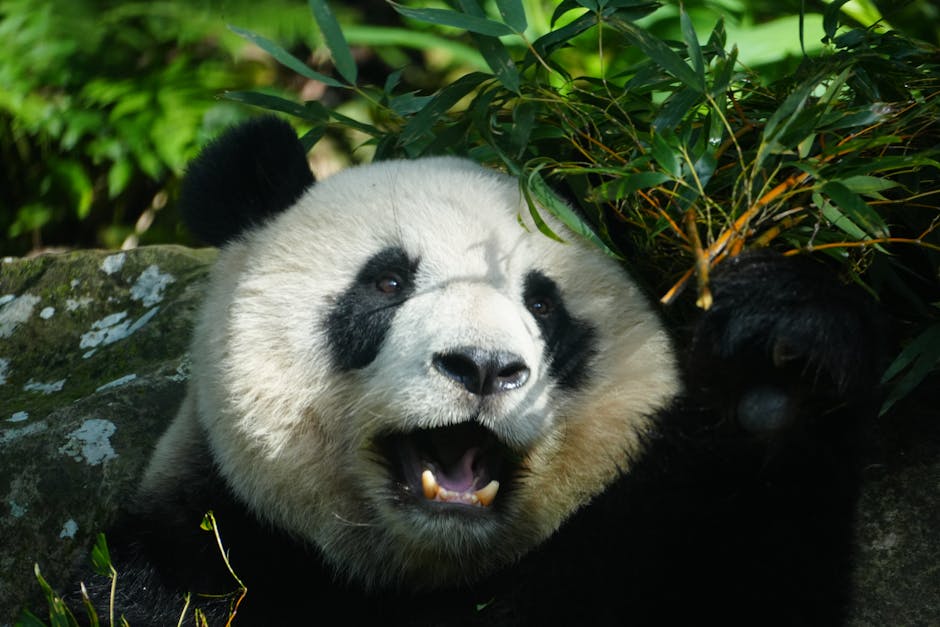 Panda Agents Salary - Image 3