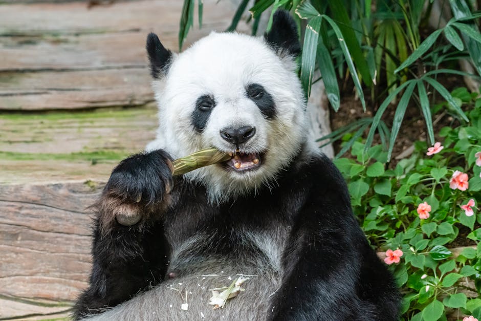 Panda Account Settings - Image 2