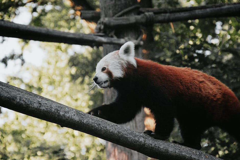 Android Ultra Panda