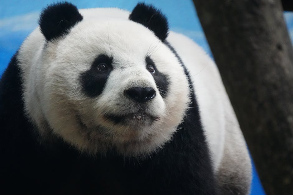 Android Ultra Panda - Image 2