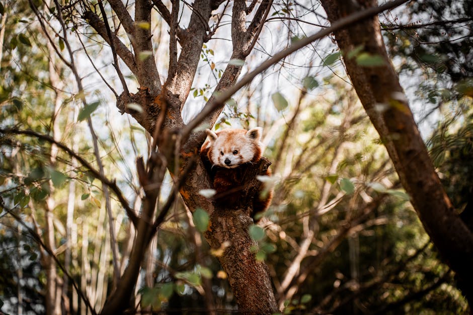 Ultra Panda Bonuses - Image 2