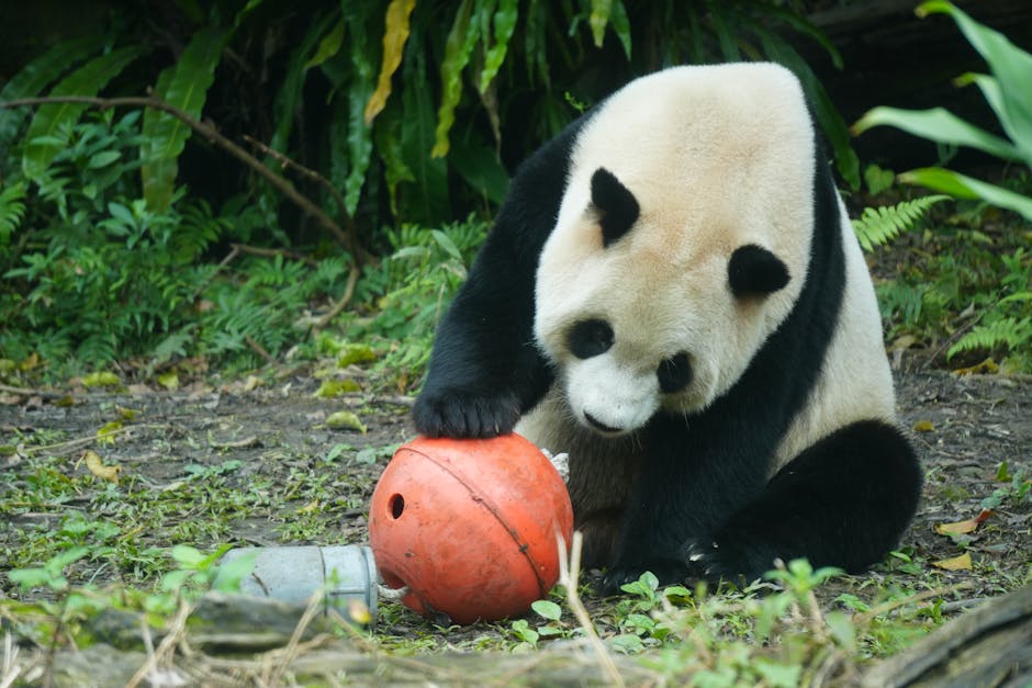 Panda Playing Safely