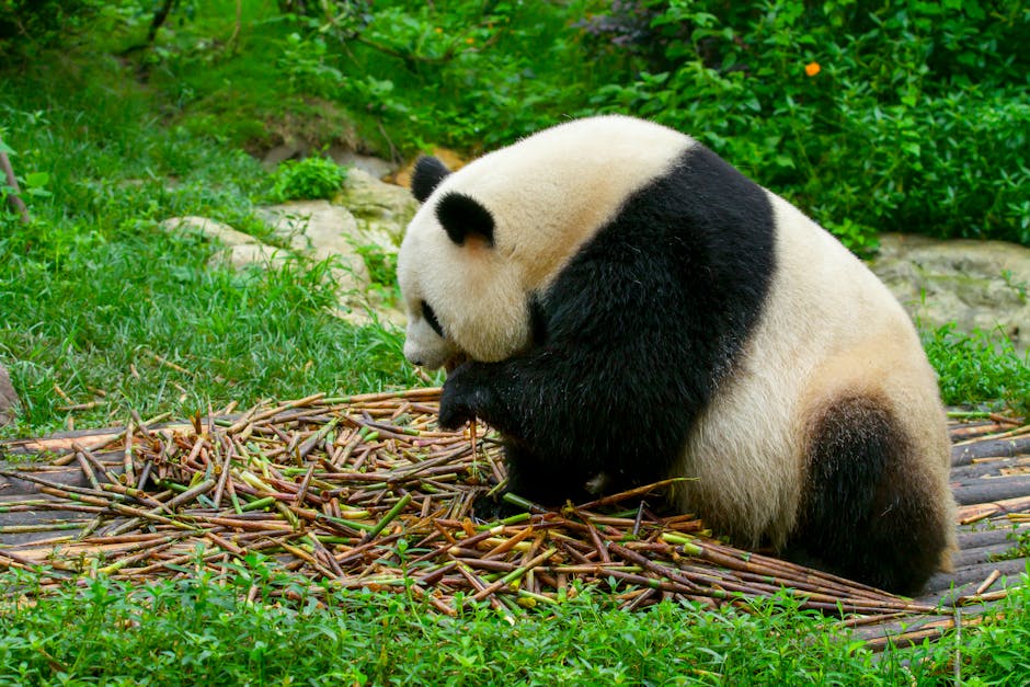Panda Eating Bamboo