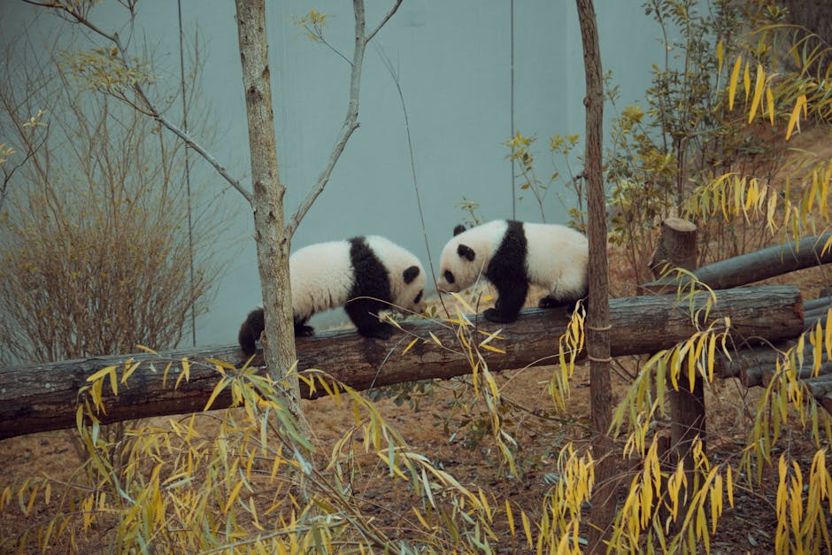 Ultra Panda 777: Everything You Need to Know 2 Panda Playing Games - Image 1