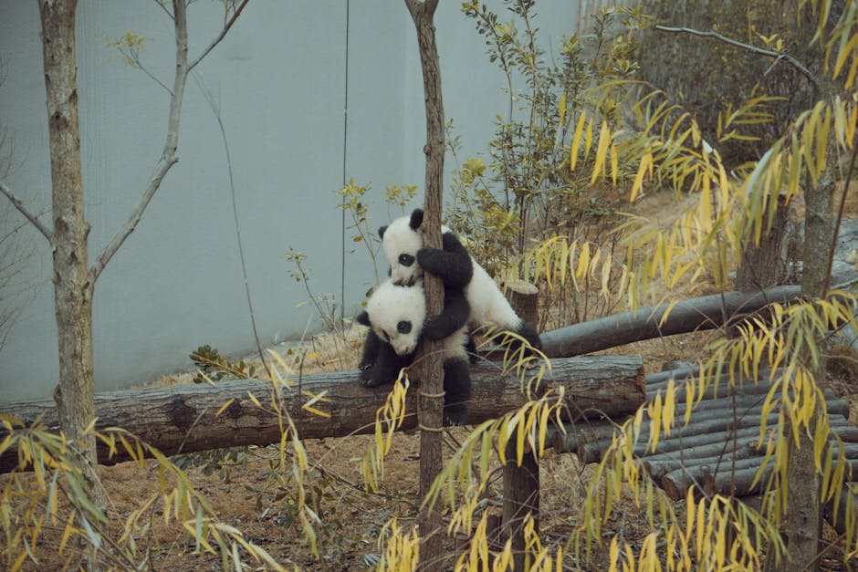Ultra Panda 777: Everything You Need to Know 3 Panda Playing Games - Image 2