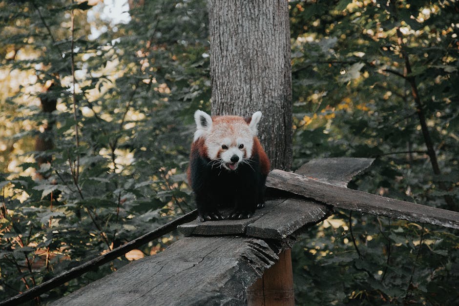 Panda Locked Account - Image 1