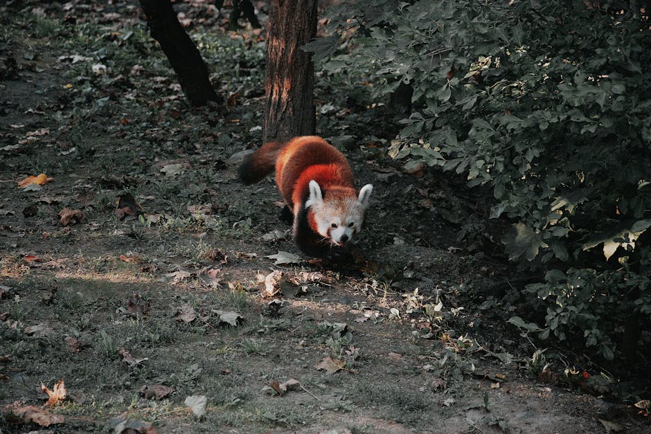 Panda Locked Account - Image 3