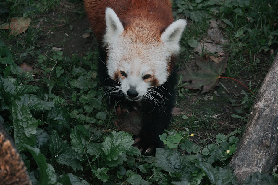 Android Ultra Panda - Image 3