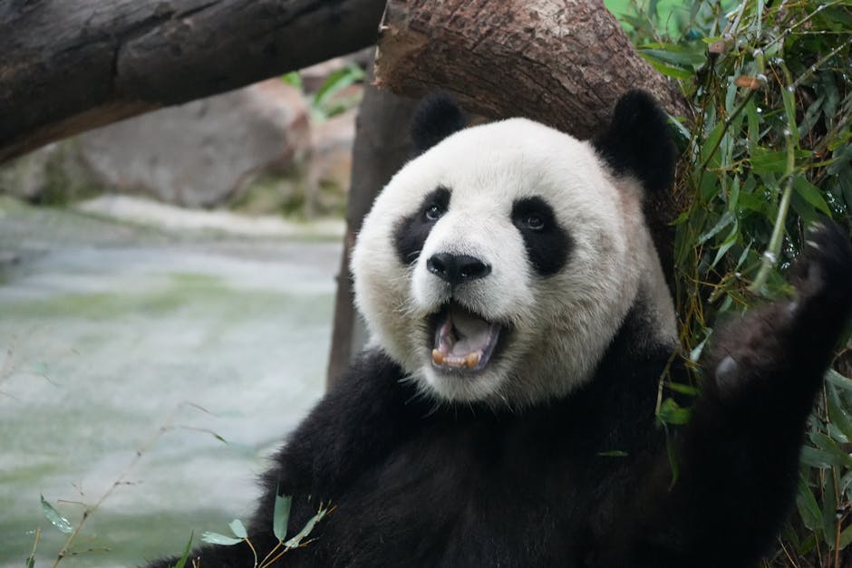 Panda Backend Agent