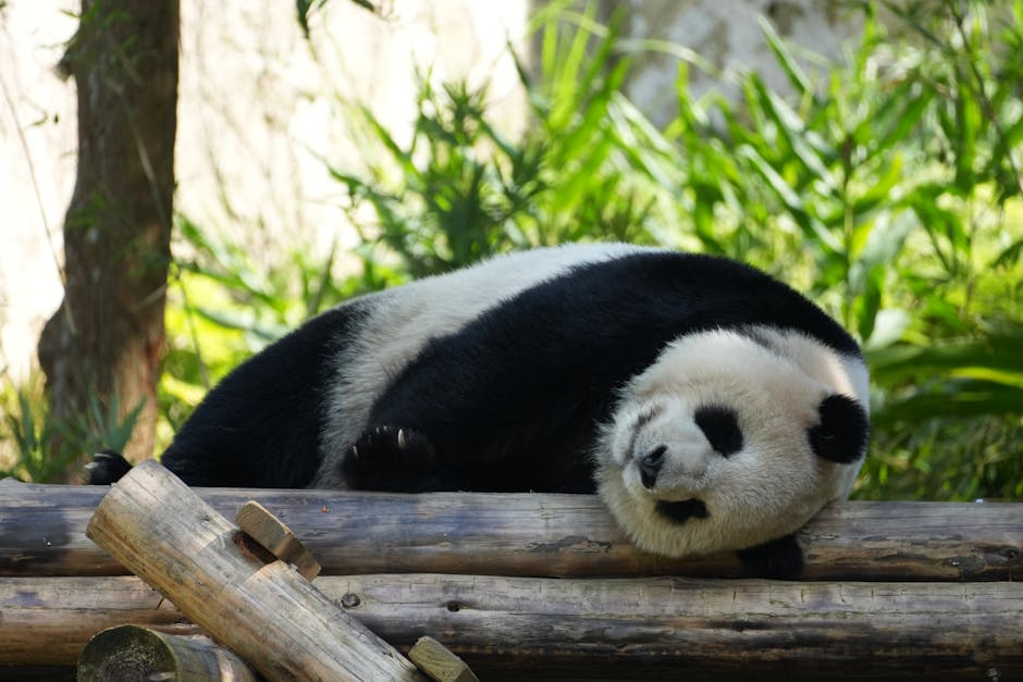 Panda Backend Agent - Image 2