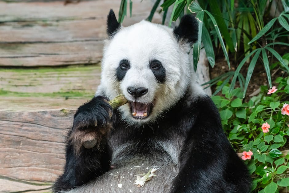 Panda Eating Rewards - Image 2