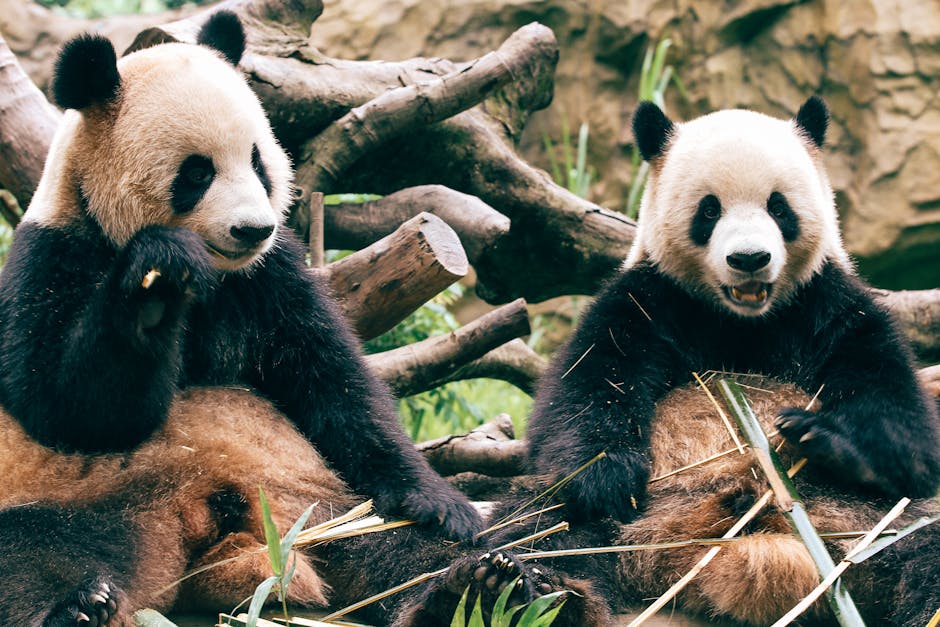 Panda Online Casino - Image 2
