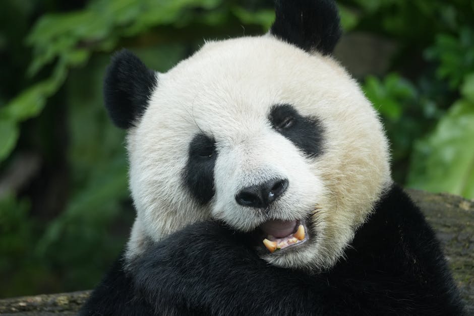 Panda Business Opportunity - Image 3