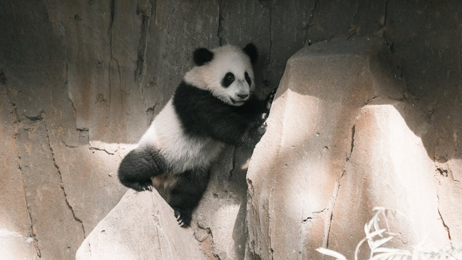 Panda In California