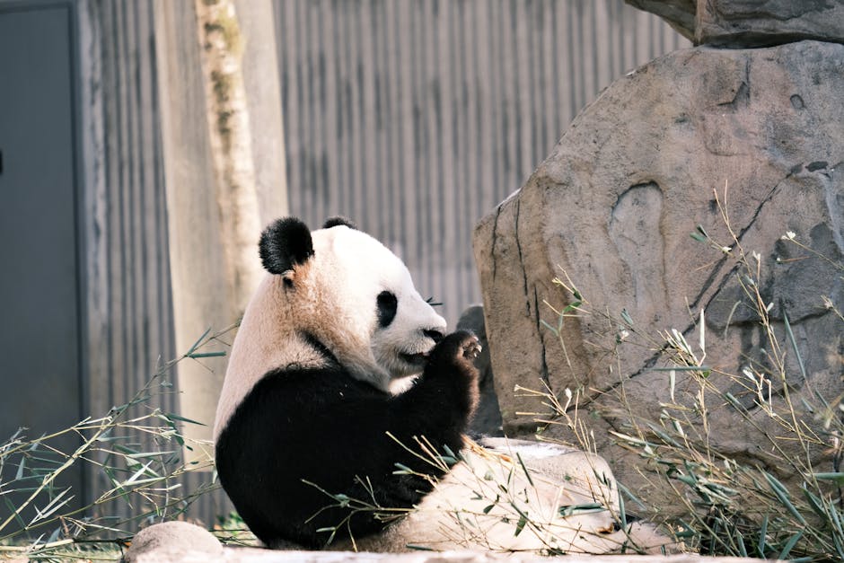 Panda In California - Image 2