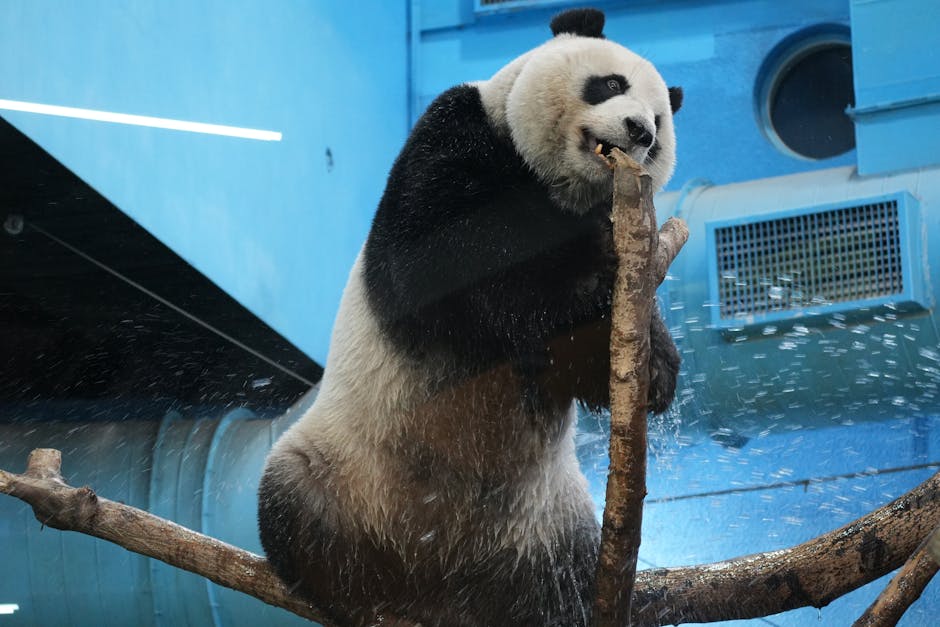 Panda In New York - Image 3