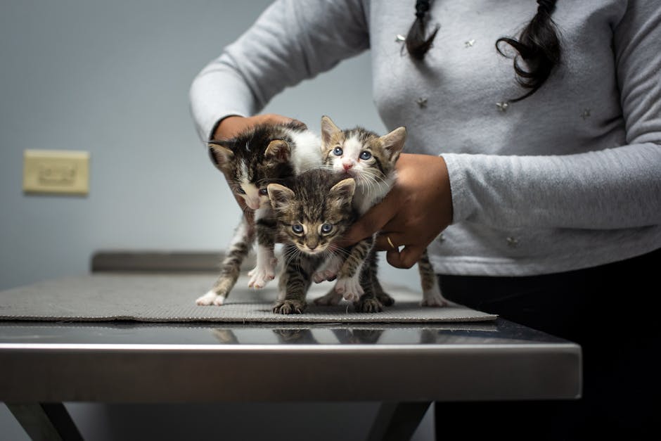 Panda Kitten Savings