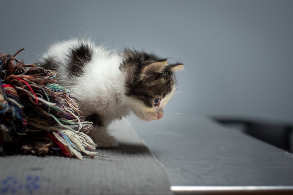 Panda Kitten Savings - Image 2