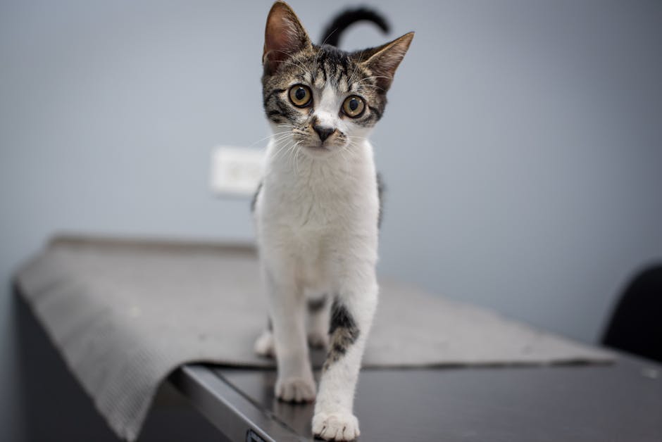 Panda Kitten Savings - Image 3