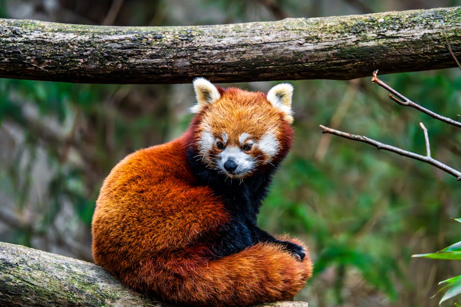 Panda Loading Issues