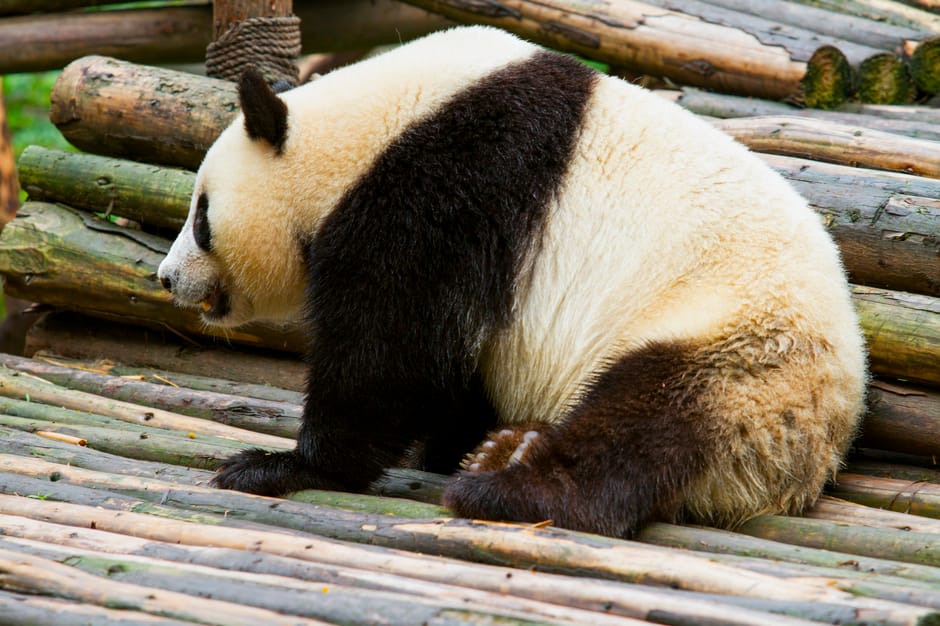 Panda Loading Issues - Image 2