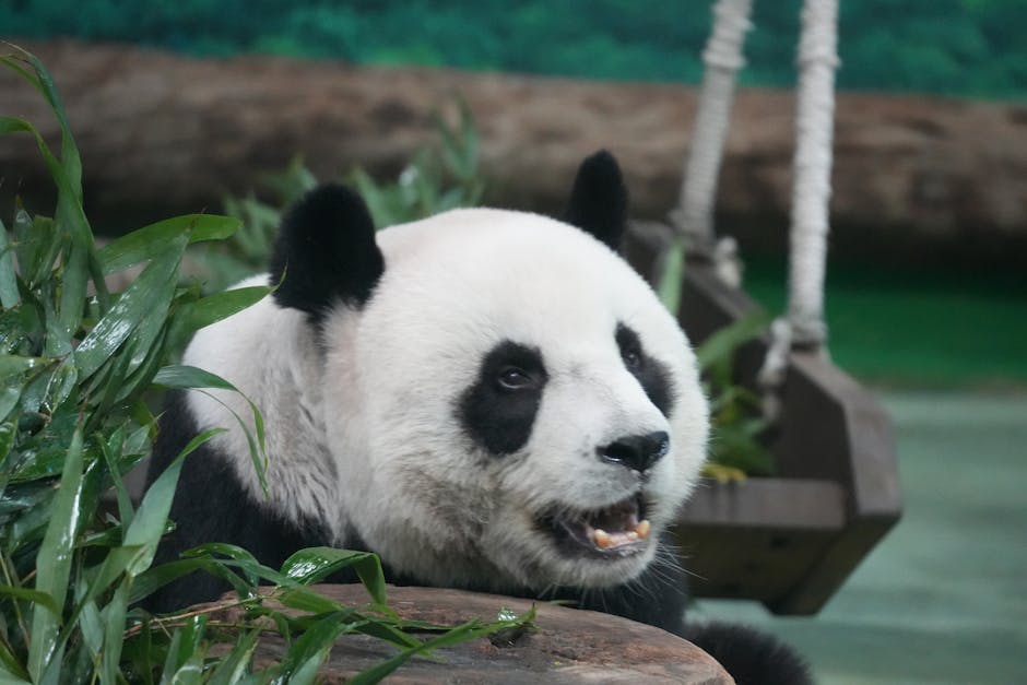Panda Playing Online