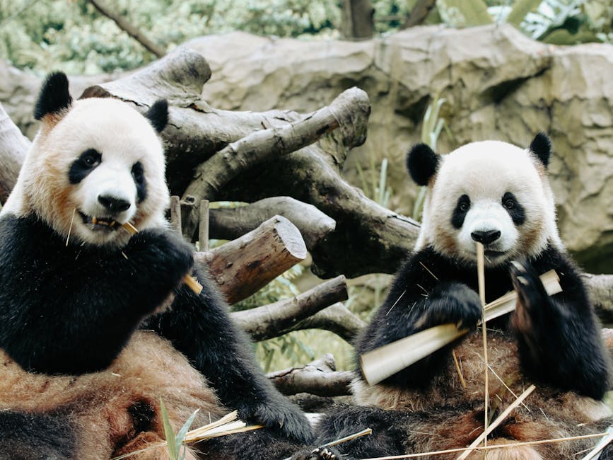 Panda Playing Chess