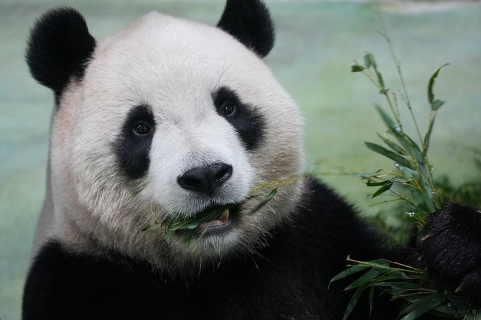 Panda Sweepstakes Winner - Image 2