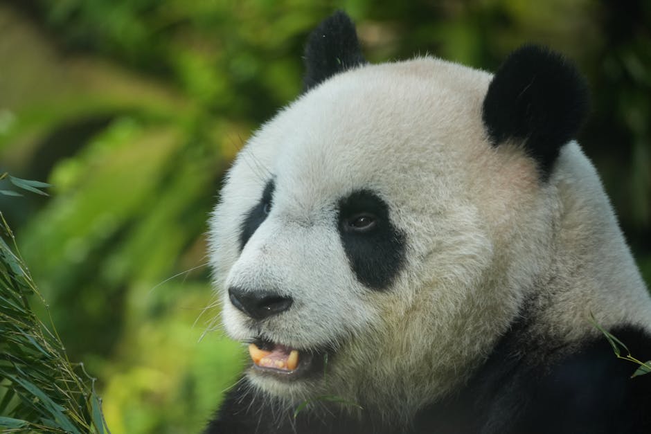 Panda Password Tips - Image 3