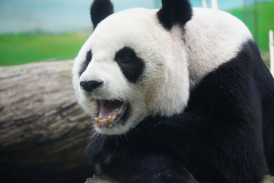 Panda Playing Video - Image 3