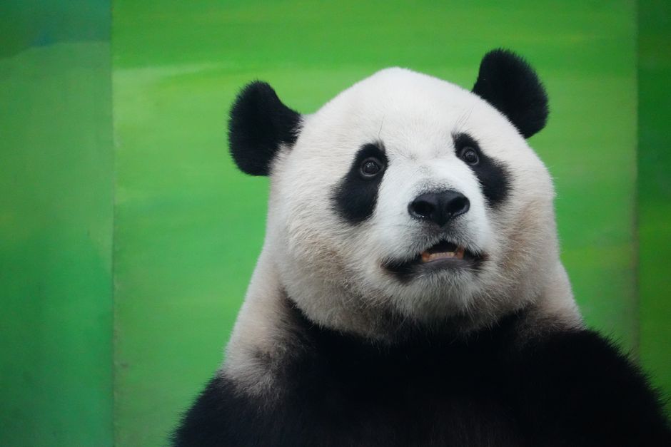 Panda In Space - Image 2