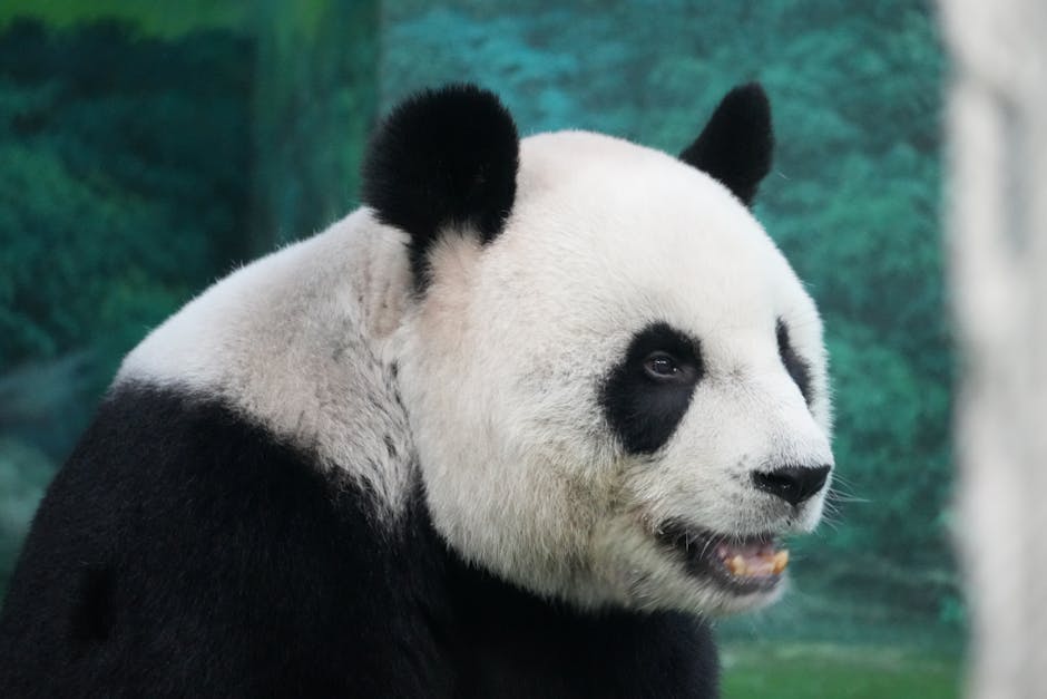 Panda In Space - Image 3