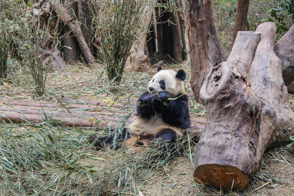 Panda Eating Bamboo - Image 3